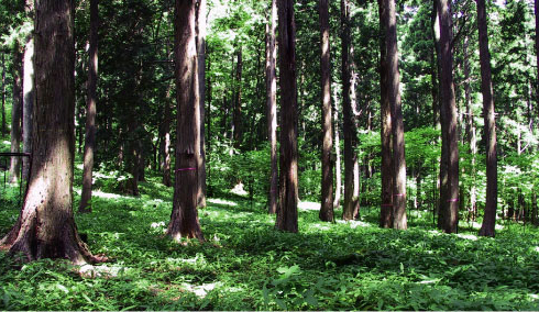 １９１１年（明治４４年）に植林された人工林